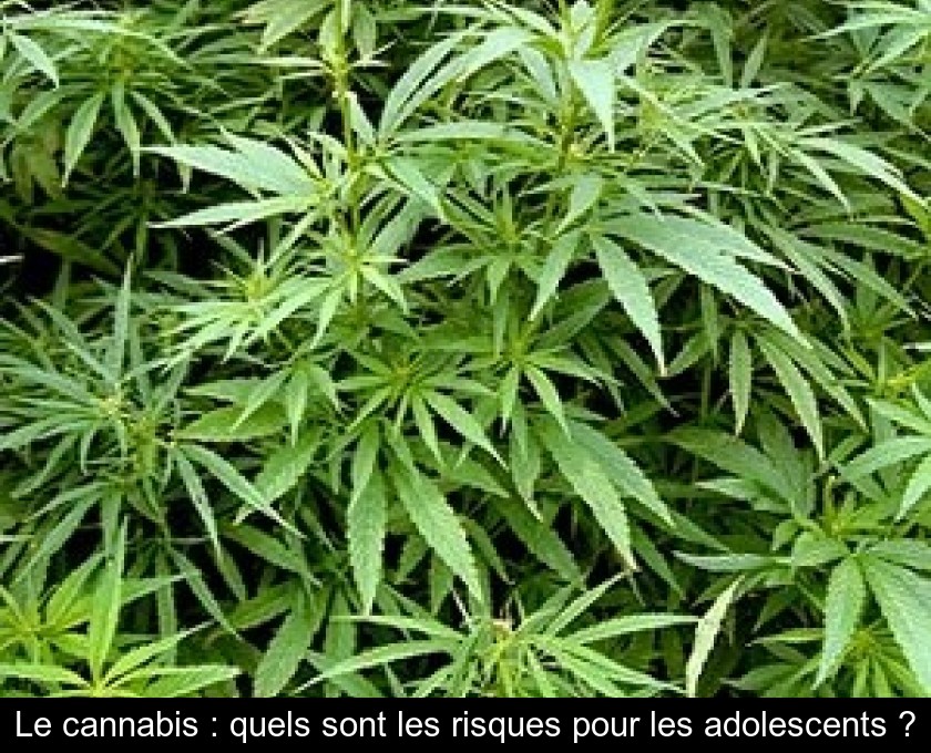 Le cannabis : quels sont les risques pour les adolescents ?