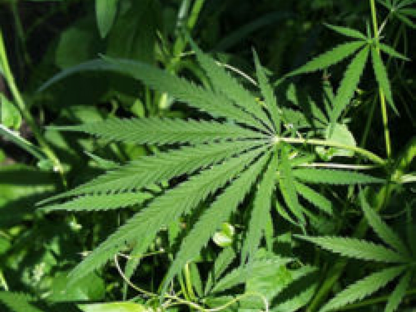 Le cannabis Le cannabis