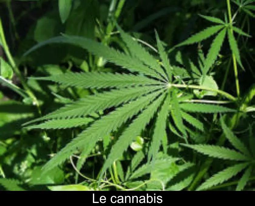 Le cannabis