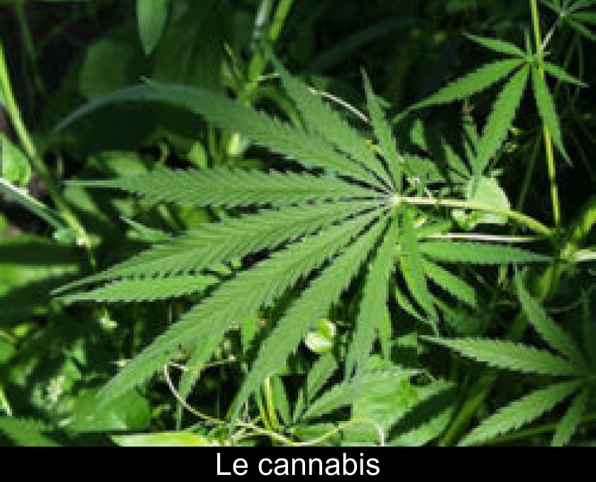 Le cannabis Le cannabis