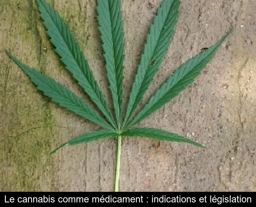 Le cannabis comme médicament : indications et législation