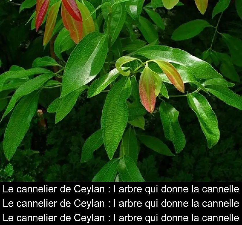 Le cannelier de Ceylan : l'arbre qui donne la cannelle