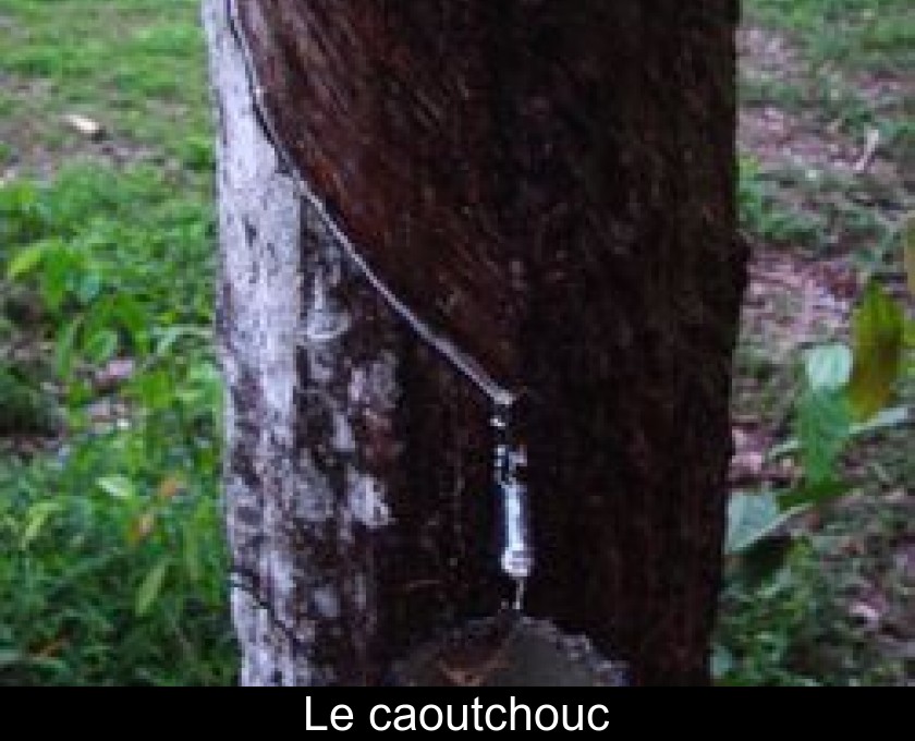 Le caoutchouc Le caoutchouc