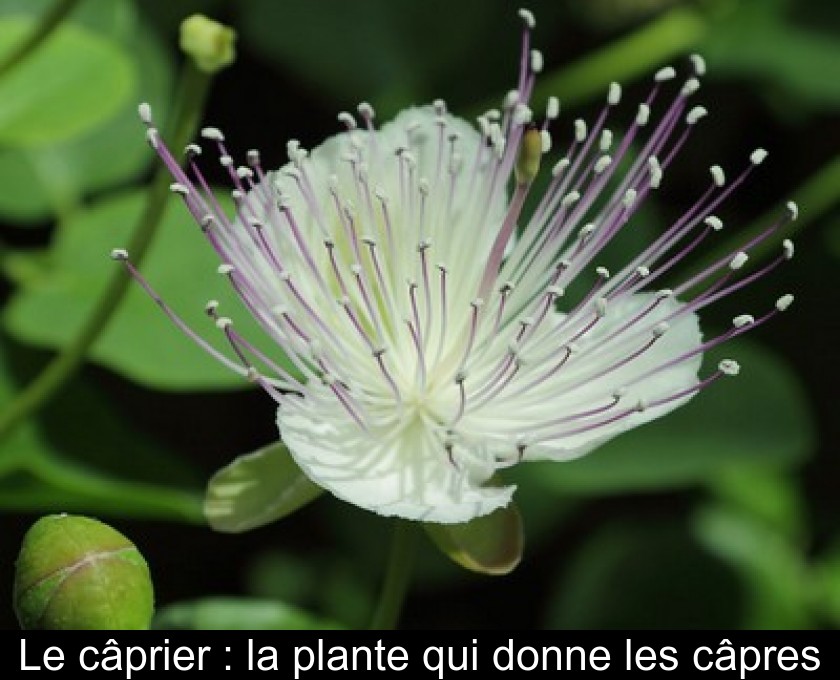 Le câprier : la plante qui donne les câpres