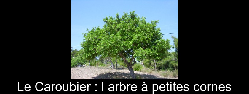 Le Caroubier : l'arbre à petites cornes