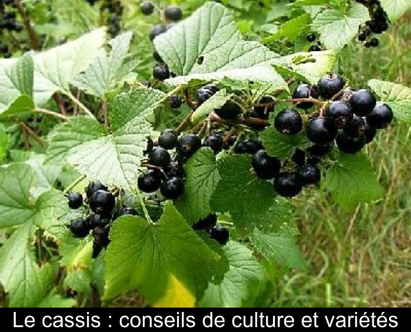 Le cassis : conseils de culture et variétés Le cassis : conseils de culture et variétés