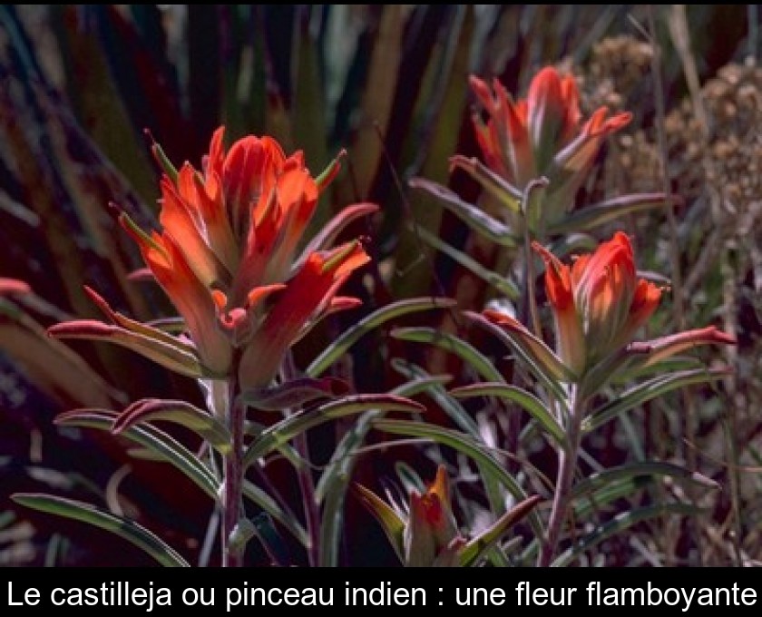 Le castilleja ou pinceau indien : une fleur flamboyante Le castilleja ou pinceau indien : une fleur flamboyante