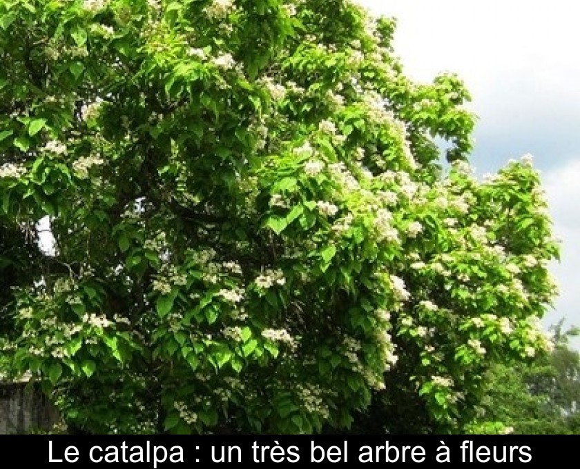 Le catalpa : un très bel arbre à fleurs Le catalpa : un très bel arbre à fleurs
