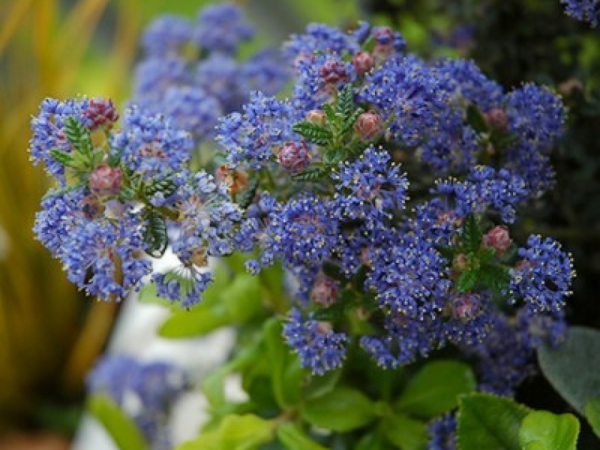 Le céanothe : une profusion de bleu au jardin Le céanothe : une profusion de bleu au jardin