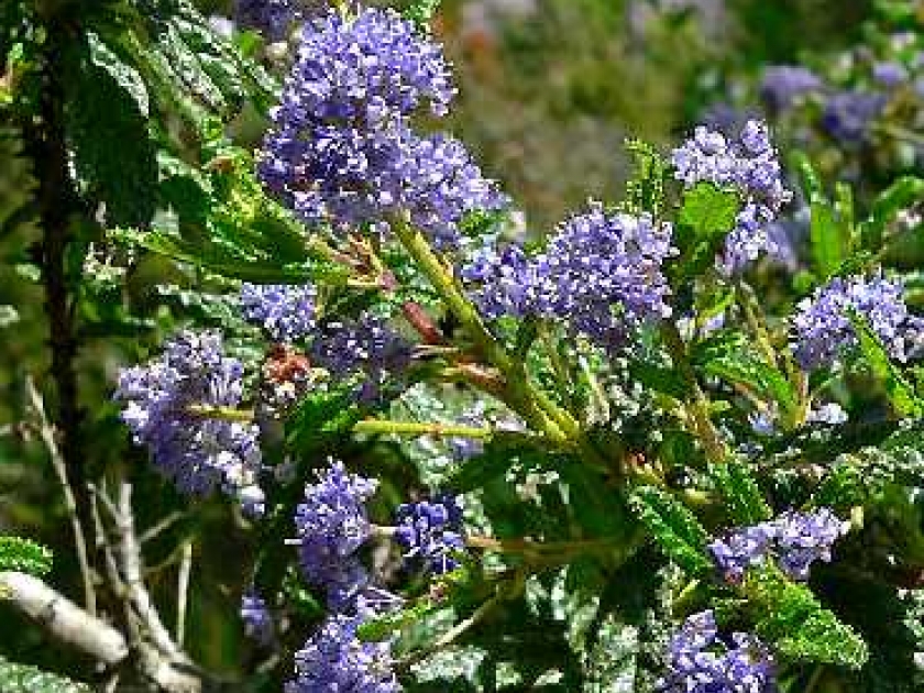 Le céanothe ou lilas de Californie : un arbuste facile à cultiver Le céanothe ou lilas de Californie : un arbuste facile à cultiver