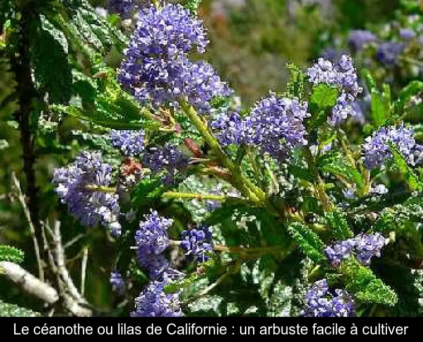 Le céanothe ou lilas de Californie : un arbuste facile à cultiver
