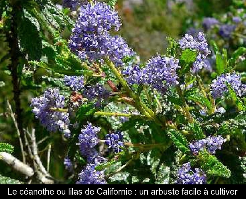 Le céanothe ou lilas de Californie : un arbuste facile à cultiver Le céanothe ou lilas de Californie : un arbuste facile à cultiver