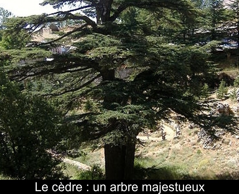 Le cèdre : un arbre majestueux Le cèdre : un arbre majestueux