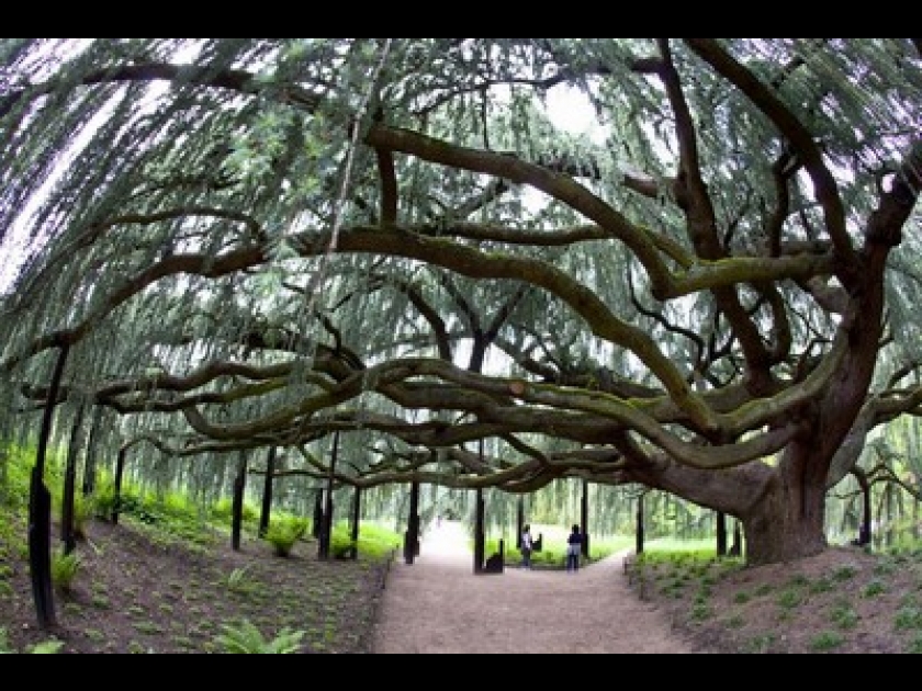 Le cèdre bleu pleureur : un arbre spectaculaire Le cèdre bleu pleureur : un arbre spectaculaire