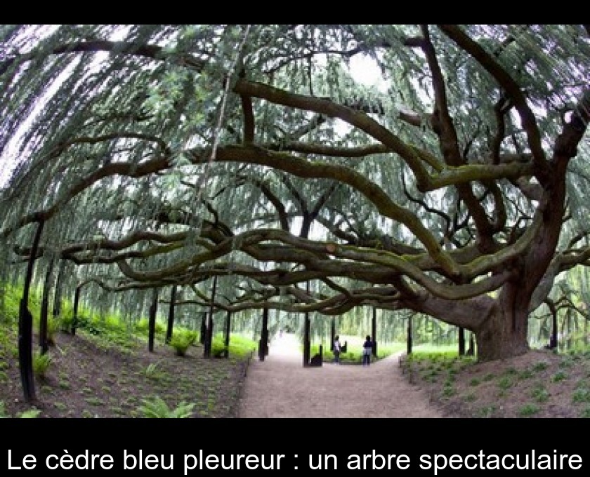 Le cèdre bleu pleureur : un arbre spectaculaire