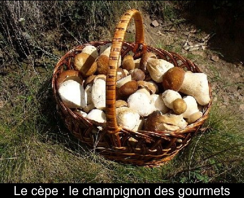 Le cèpe : le champignon des gourmets Le cèpe : le champignon des gourmets