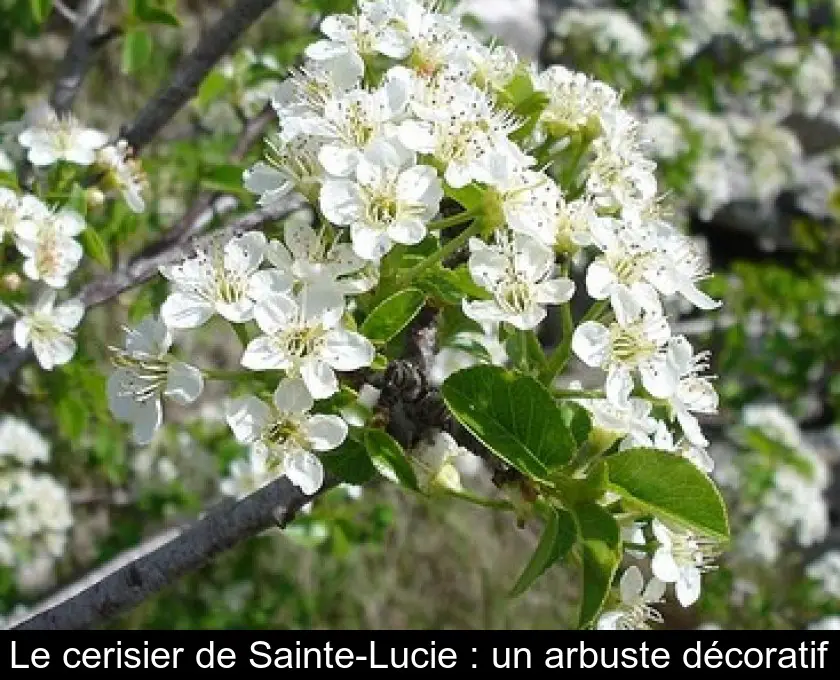 Le cerisier de Sainte-Lucie : un arbuste décoratif