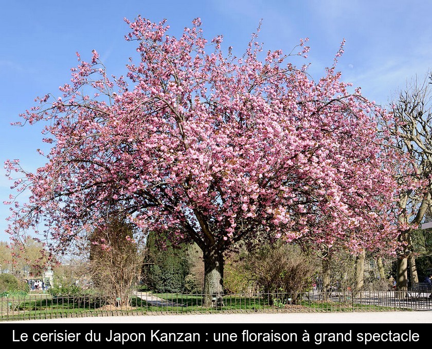 Le cerisier du Japon Kanzan : une floraison à grand spectacle
