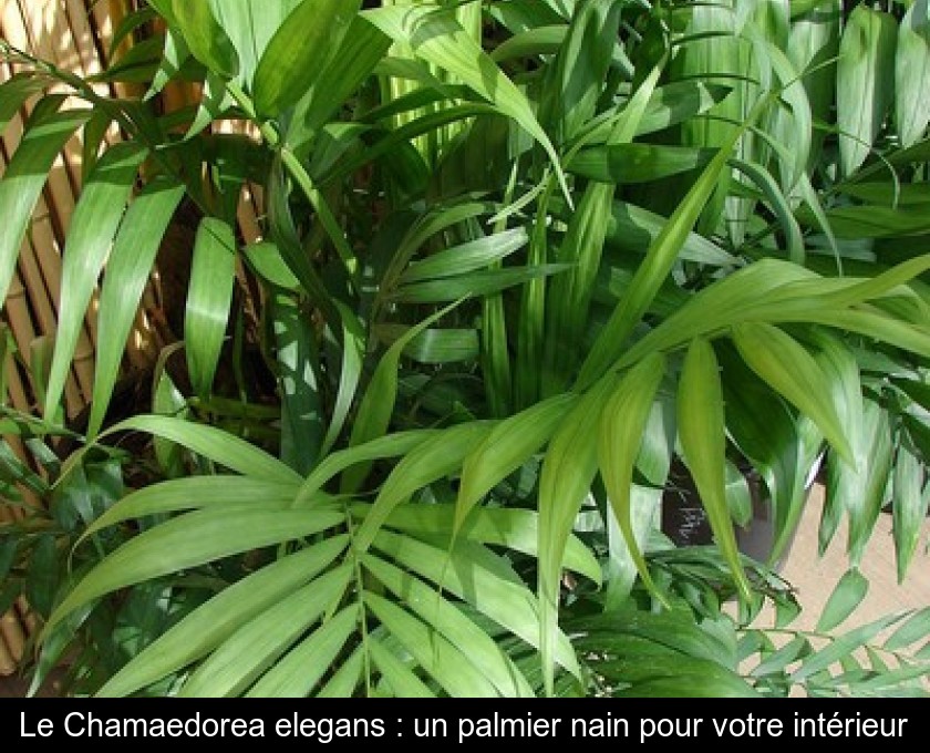 Le Chamaedorea elegans : un palmier nain pour votre intérieur Le Chamaedorea elegans : un palmier nain pour votre intérieur