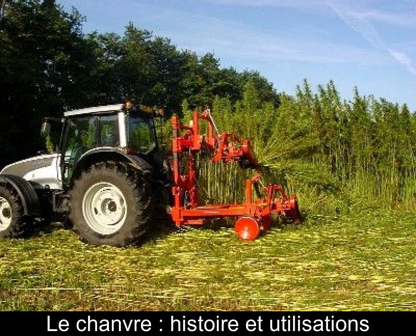 Le chanvre : histoire et utilisations Le chanvre : histoire et utilisations