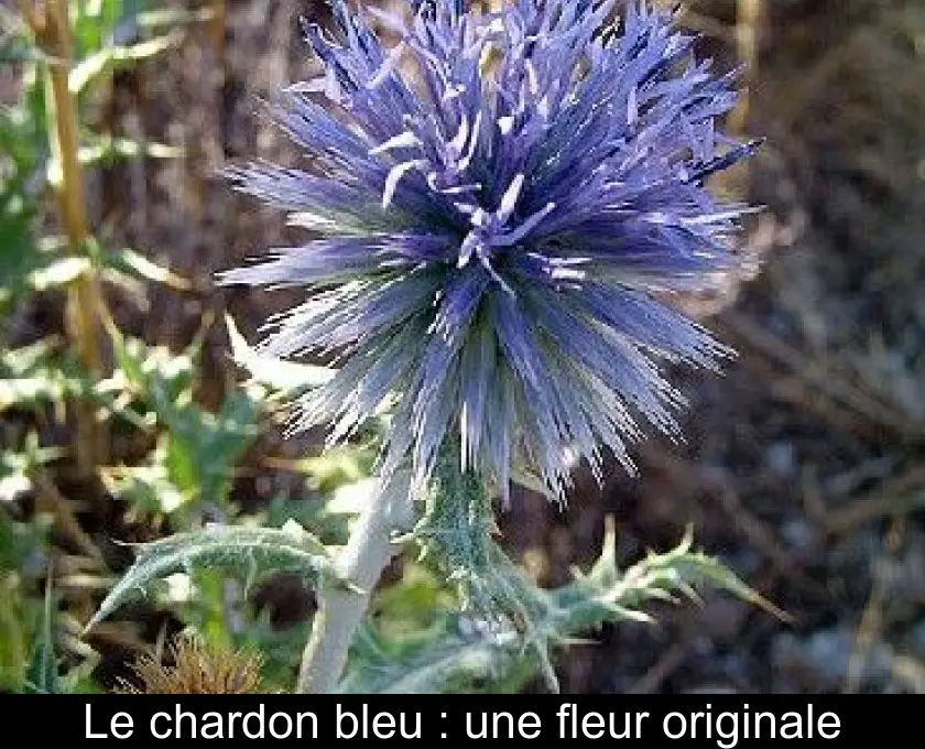 Le chardon bleu : une fleur originale