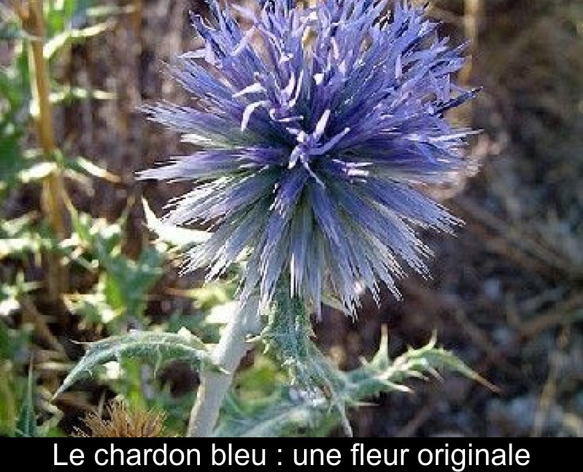Le chardon bleu : une fleur originale Le chardon bleu : une fleur originale