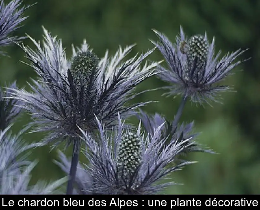 Le chardon bleu des Alpes : une plante décorative