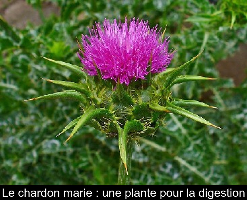 Le chardon marie : une plante pour la digestion Le chardon marie : une plante pour la digestion