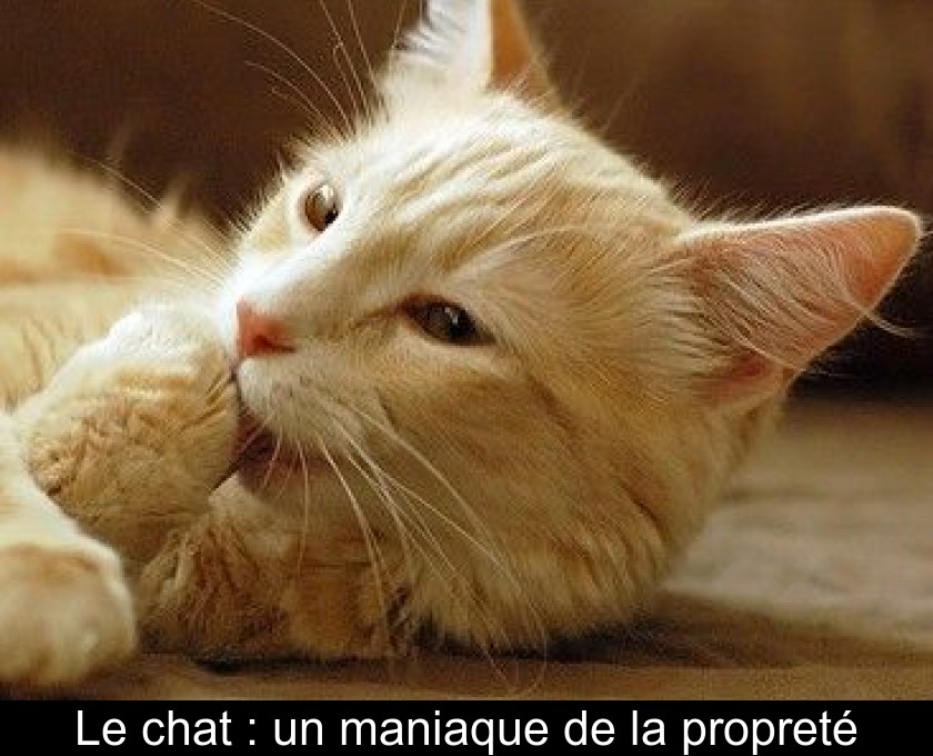 Le Chat Un Maniaque De La Proprete