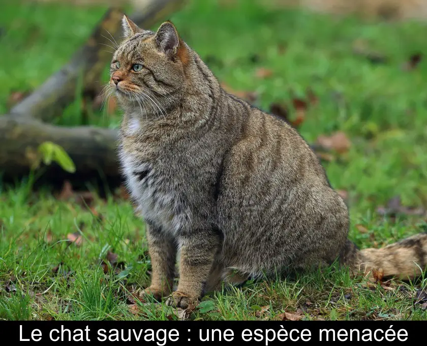 Le chat sauvage : une espèce menacée