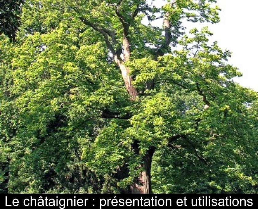 Le châtaignier : présentation et utilisations Le châtaignier : présentation et utilisations