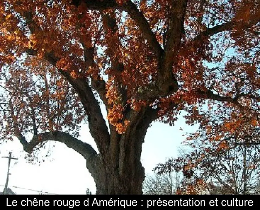 Le chêne rouge d'Amérique : présentation et culture