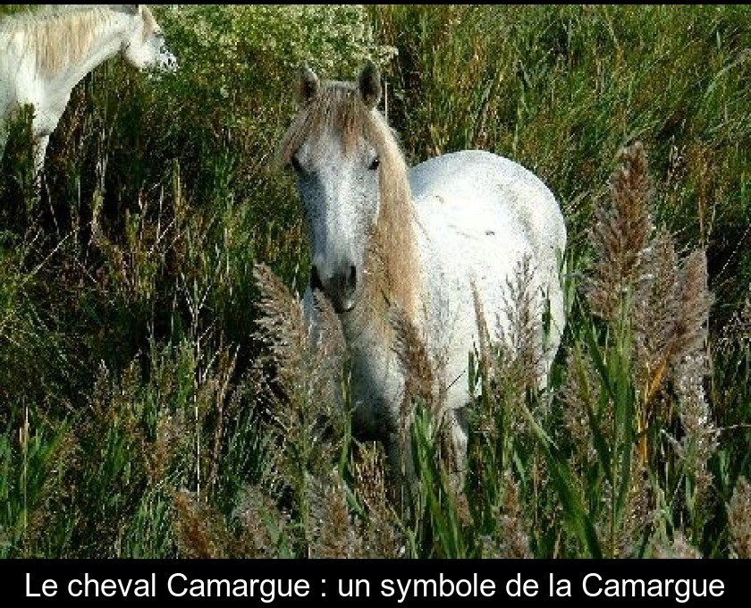 Le cheval Camargue : un symbole de la Camargue