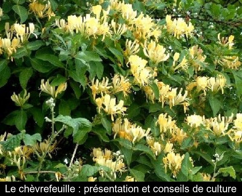 Le chèvrefeuille : présentation et conseils de culture Le chèvrefeuille : présentation et conseils de culture