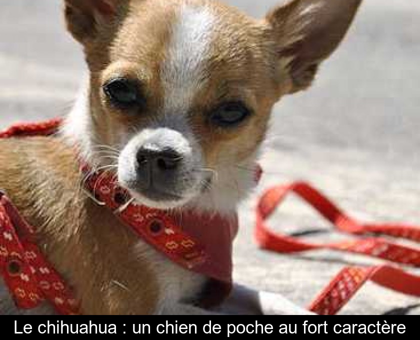 Le chihuahua : un chien de poche au fort caractère