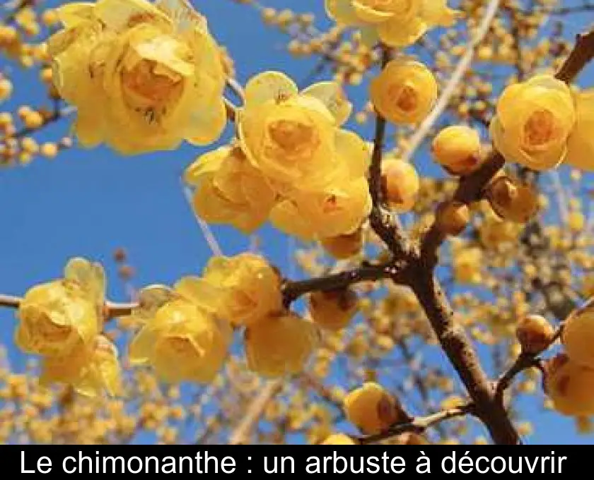 Le chimonanthe : un arbuste à découvrir 