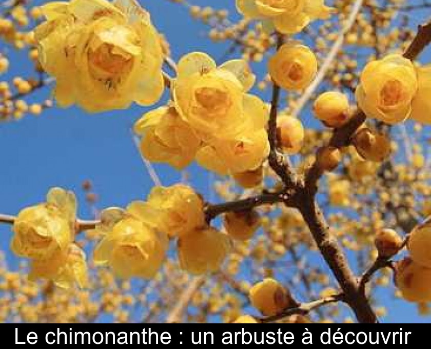 Le chimonanthe : un arbuste à découvrir Le chimonanthe : un arbuste à découvrir