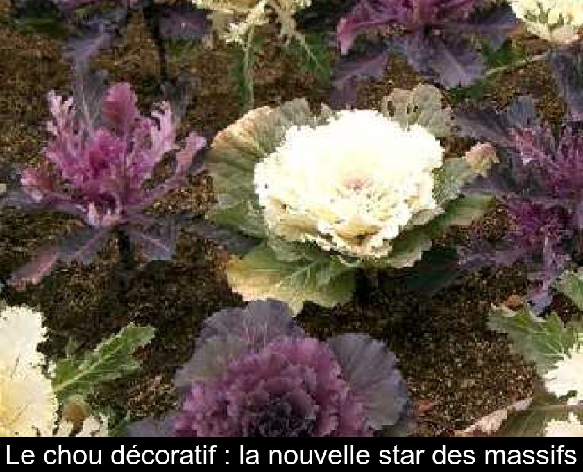 Le chou décoratif : la nouvelle star des massifs Le chou décoratif : la nouvelle star des massifs