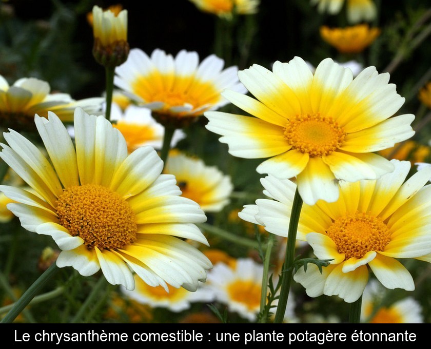 Le chrysanthème comestible : une plante potagère étonnante Le chrysanthème comestible : une plante potagère étonnante