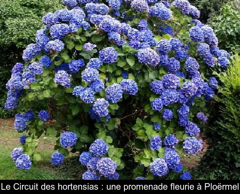 Le Circuit des hortensias : une promenade fleurie à Ploërmel
