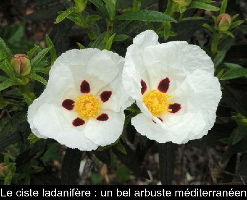 Le ciste ladanifère : un bel arbuste méditerranéen Le ciste ladanifère : un bel arbuste méditerranéen