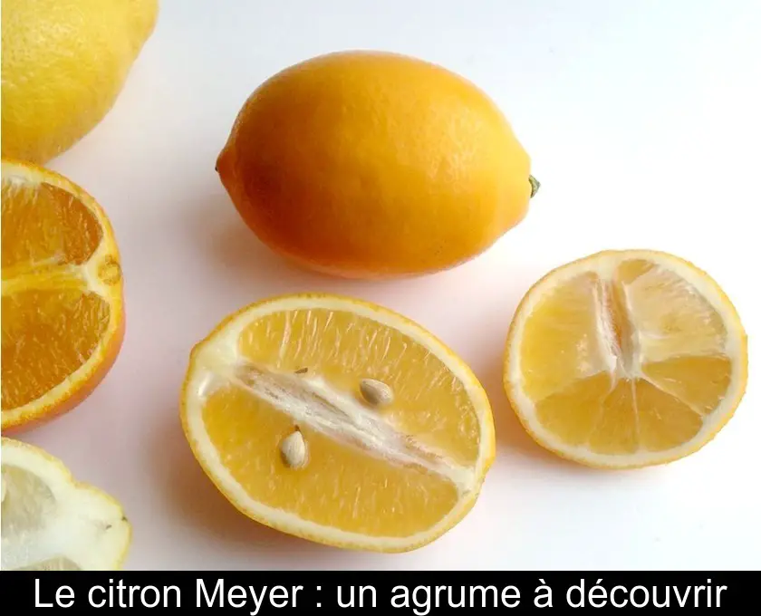 Le citron Meyer : un agrume à découvrir