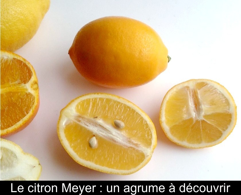 Le citron Meyer : un agrume à découvrir Le citron Meyer : un agrume à découvrir