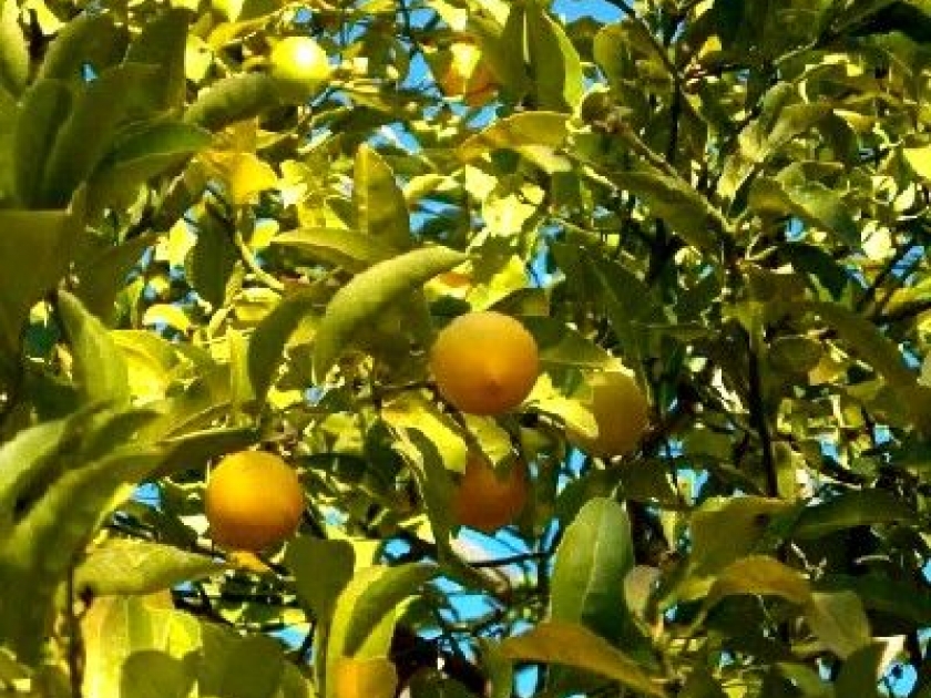 Le citronnier Le citronnier