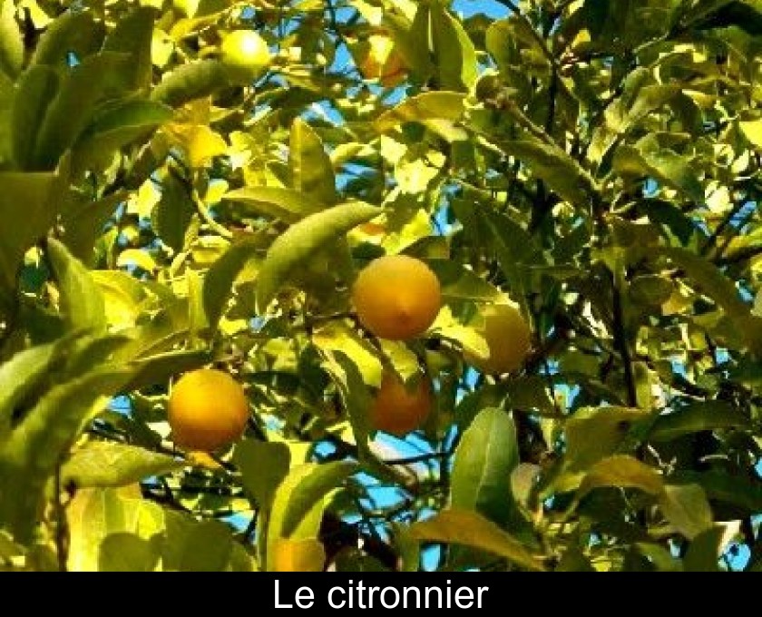 Le citronnier Le citronnier