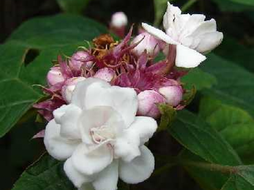 Le clérodendron fragrans : un bel arbuste parfumé Le clérodendron fragrans : un bel arbuste parfumé