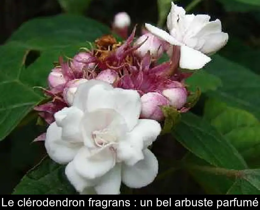 Le clérodendron fragrans : un bel arbuste parfumé