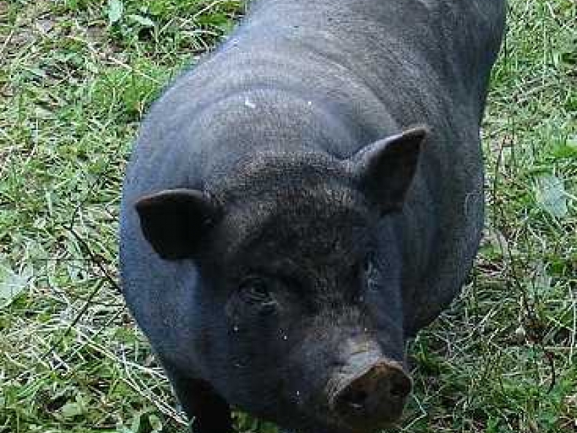 Le cochon nain : un nouvel animal de compagnie Le cochon nain : un nouvel animal de compagnie
