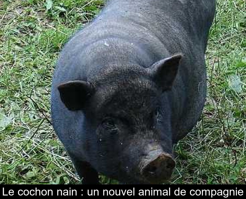 Des cochons miniatures comme animaux domestiques