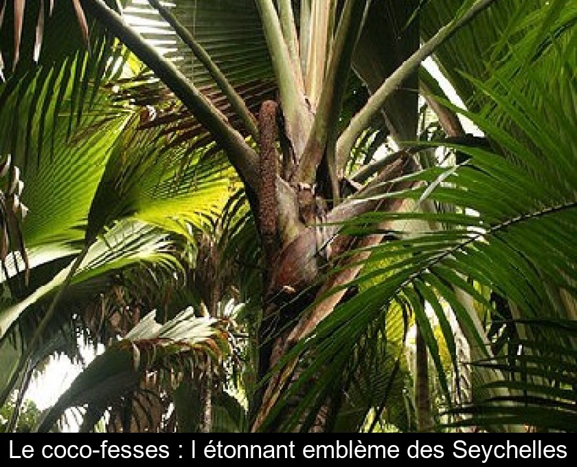 Le coco-fesses : l'étonnant emblème des Seychelles Le coco-fesses : l'étonnant emblème des Seychelles